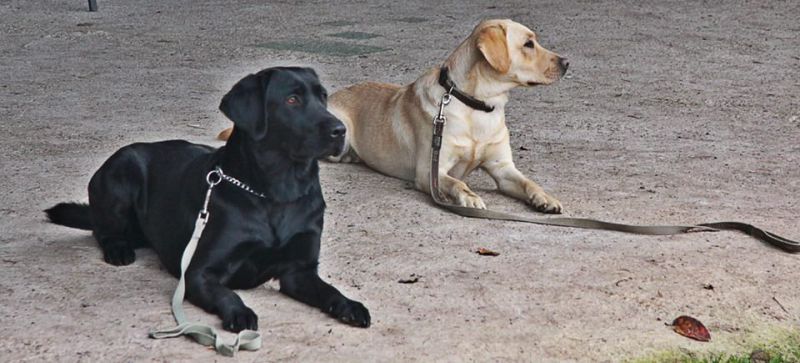 Учени откриха защо кучето е най-добрият приятел на човека