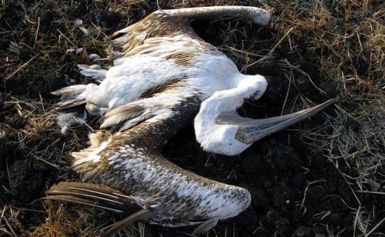 Птичи грип причинил смъртта на пеликани в "Сребърна"