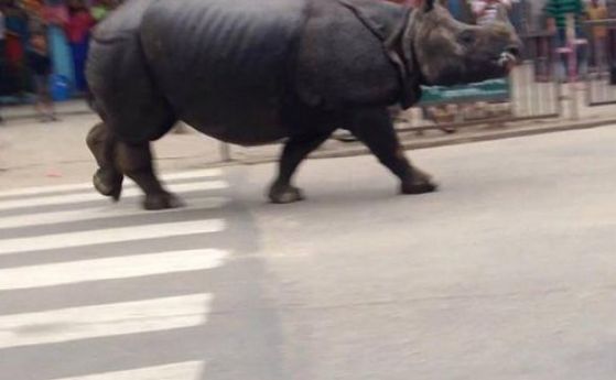 Носорог вилня в Непал, уби един и рани шест души (видео) 