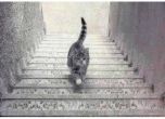 Накъде ходи котката - нагоре или надолу по стълбите?