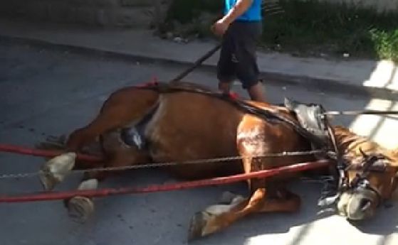 Цигани пребиха с вериги изтощен от умора кон (видео)
