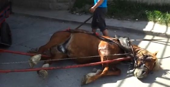 Изнемощялото животно лежи на земята, след като е било пребито.