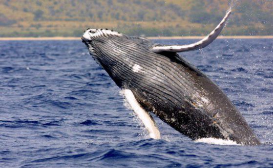 Гърбатите китове могат да загубят статута си на застрашен вид