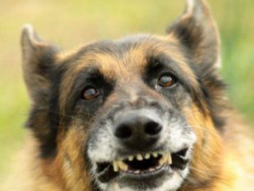 Кучета ухапаха две деца в Сливен