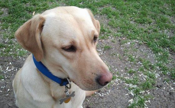 Отровиха бременно куче на "Очи на четири лапи" в "Редута" в София