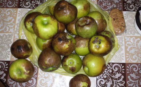 Даряват на слепи хора гнили ябълки и стоки с изтекъл срок