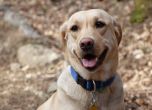 Стопанката на отровеното куче на "Очи на четири лапи" го взела в памет на починалия си син