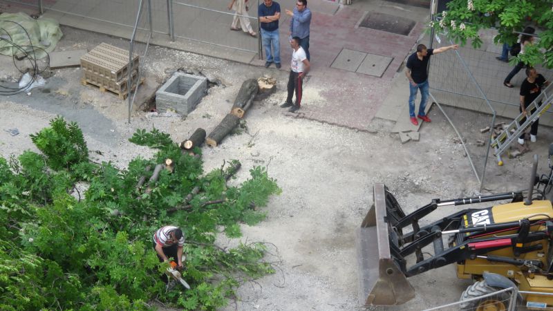 Експерт: Пет от осемте отсечени дървета на 