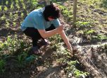 Корнелия Нинова сади домати в Мизия