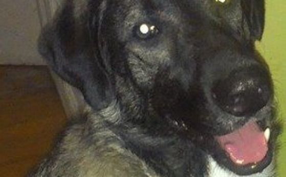Куче почина в хотел за любимци часове след настаняването си там