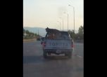 "Грижовни" стопани вързаха кучето си върху автомобил (видео)