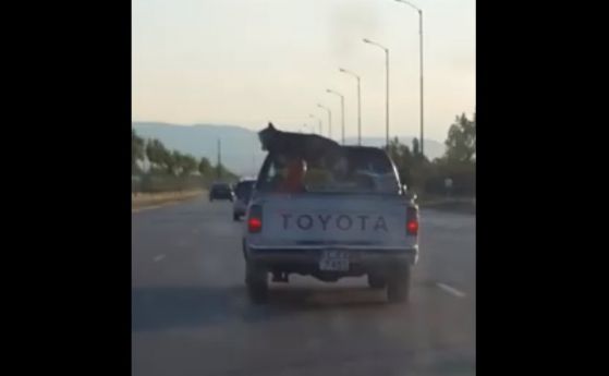"Грижовни" стопани вързаха кучето си върху автомобил (видео)
