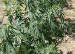 Задържаха 60-годишна жена край Мадан, отглеждала марихуана