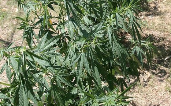 Задържаха 60-годишна жена край Мадан, отглеждала марихуана