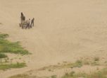 Товарят с каруца пясък от Синеморец (видео)