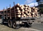Сечта в горите незаконна по тъмно, камионите с дървесина с GPS