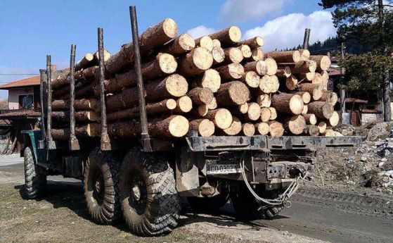 Сечта в горите незаконна по тъмно, камионите с дървесина с GPS
