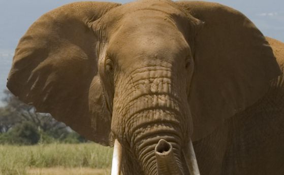 Слон избяга от цирк в Германия и уби човек
