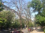 400 нови дървета засадени в София от началото на годината