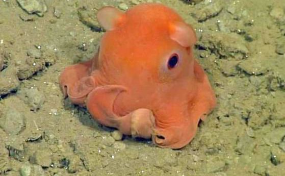 Най-сладкият октопод, на име "очарователен" (видео)