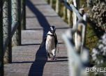 Избягал от зоопарка в Тбилиси пингвин стигна границата с Азербайджан