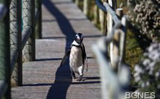 Избягал от зоопарка в Тбилиси пингвин стигна границата с Азербайджан