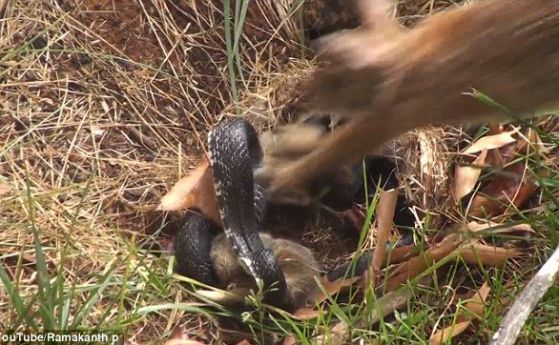 Заек се бие със змия, за да защити малките си (видео)