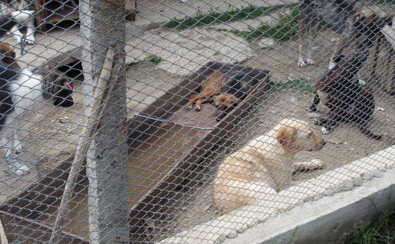 Затворници без храна и вода в приюта за кучета на Кюстендил (видео и снимки)