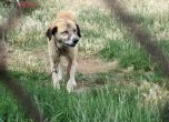 Най-много осиновени кучета в Русе, София, Бургас и Стара Загора