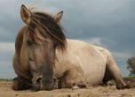 52-годишна шофьорка уби три коня