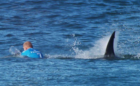 Сърфист прогони акула с юмруци (видео)
