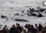 250 кита бяха убити "по традиция" край Фарьорските острови (видео)