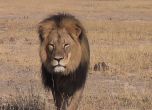 Американец уби най-известния лъв на Зимбабве
