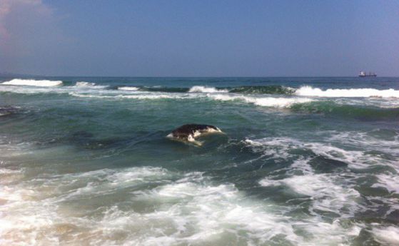 Морето изхвърли труп на обезглавено животно, властите нехаят