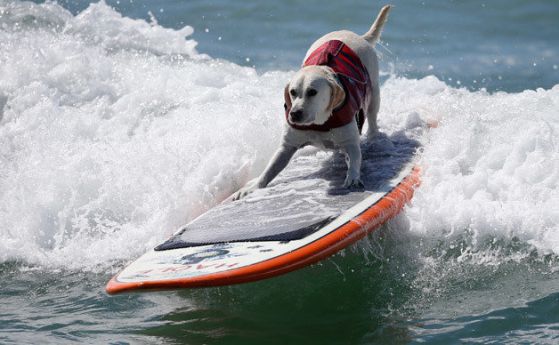 Кучета се състезаваха върху сърф в Калифорния (видео)