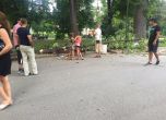 Паднал клон рани жена в пловдивски парк