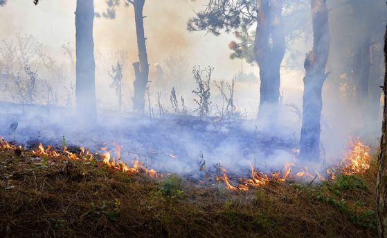 Пожарите край Драгоман и Брезник локализирани, няма опасност за хората