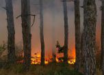 11 000 дка гора изгоря, щетите са за над 20 млн. лева