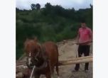 Младежи зверски пребиха кон и се похвалиха с видео