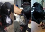Заловиха гълъб-наркотрафикант в Коста Рика