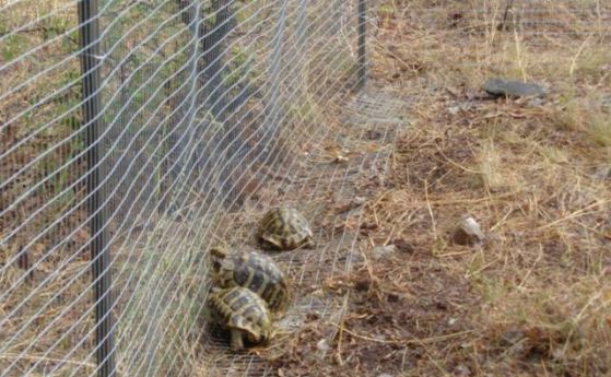 17 застрашени костенурки са пуснати на свобода в природата