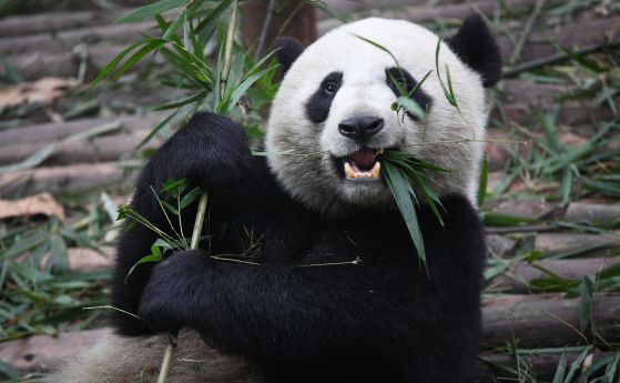Гигантска панда в зоопарка във Вашингтон роди близнаци