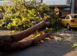 Паднало дърво смаза коли в центъра на Бургас, по чудо не пострадаха хора (снимки)
