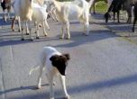 Ловец застреля 5-месечно куче пастир сред стадото му