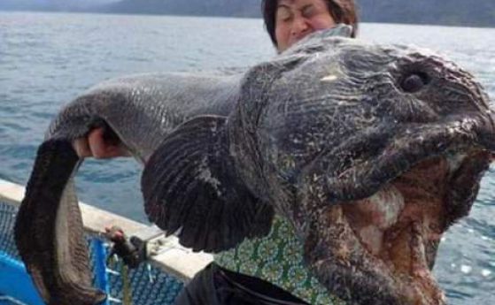 Японец улови ужасяваща риба до АЕЦ "Фукушима" (снимки)