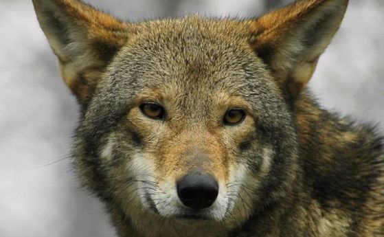 Вълк избяга от зоопарка в Благоевград, евакуираха посетителите