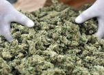 Хванаха български бус с марихуана на стойност €1,5 млн. в Италия