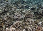 Коралите измират както никога досега