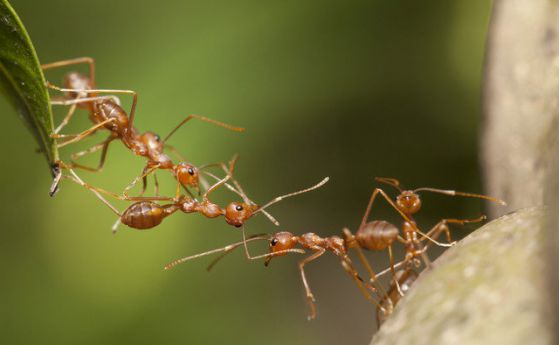 Австралиец оцеля шест дена в пустинята, ядейки мравки