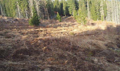 Форум Природа: Няма тайни при унищожените фиданки на Витоша, виновен е корояд